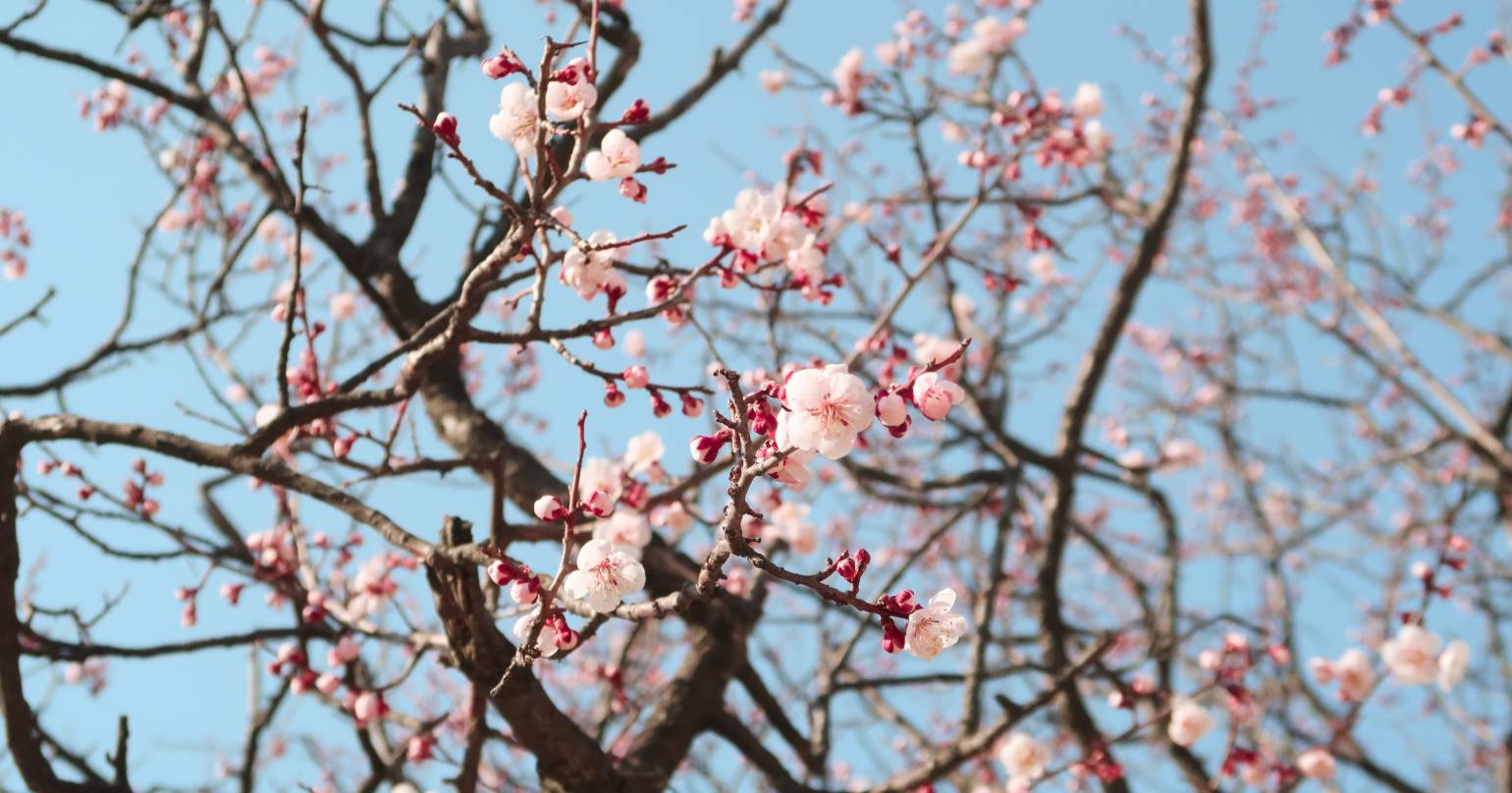 Frühling – Warum nicht die nur die Blumen aufblühen